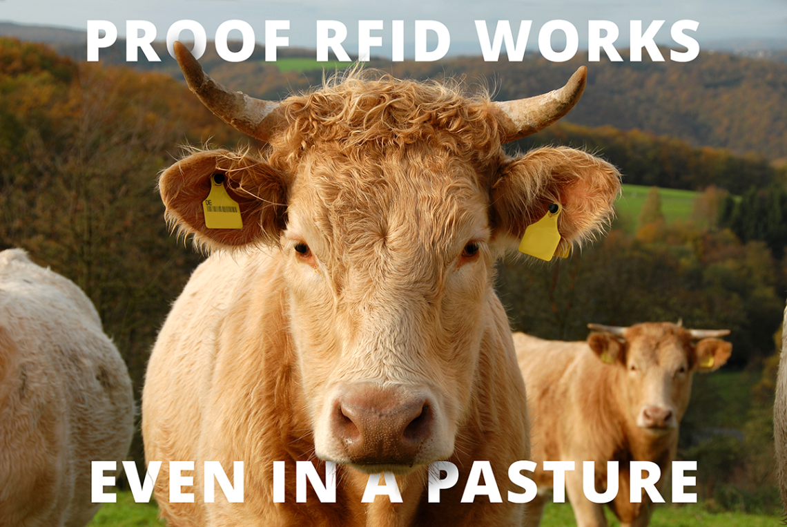 Tawny bull facing the camera with an RFID tag in each ear. Overlaid text reads "Proof RFID works, even in a pasture."